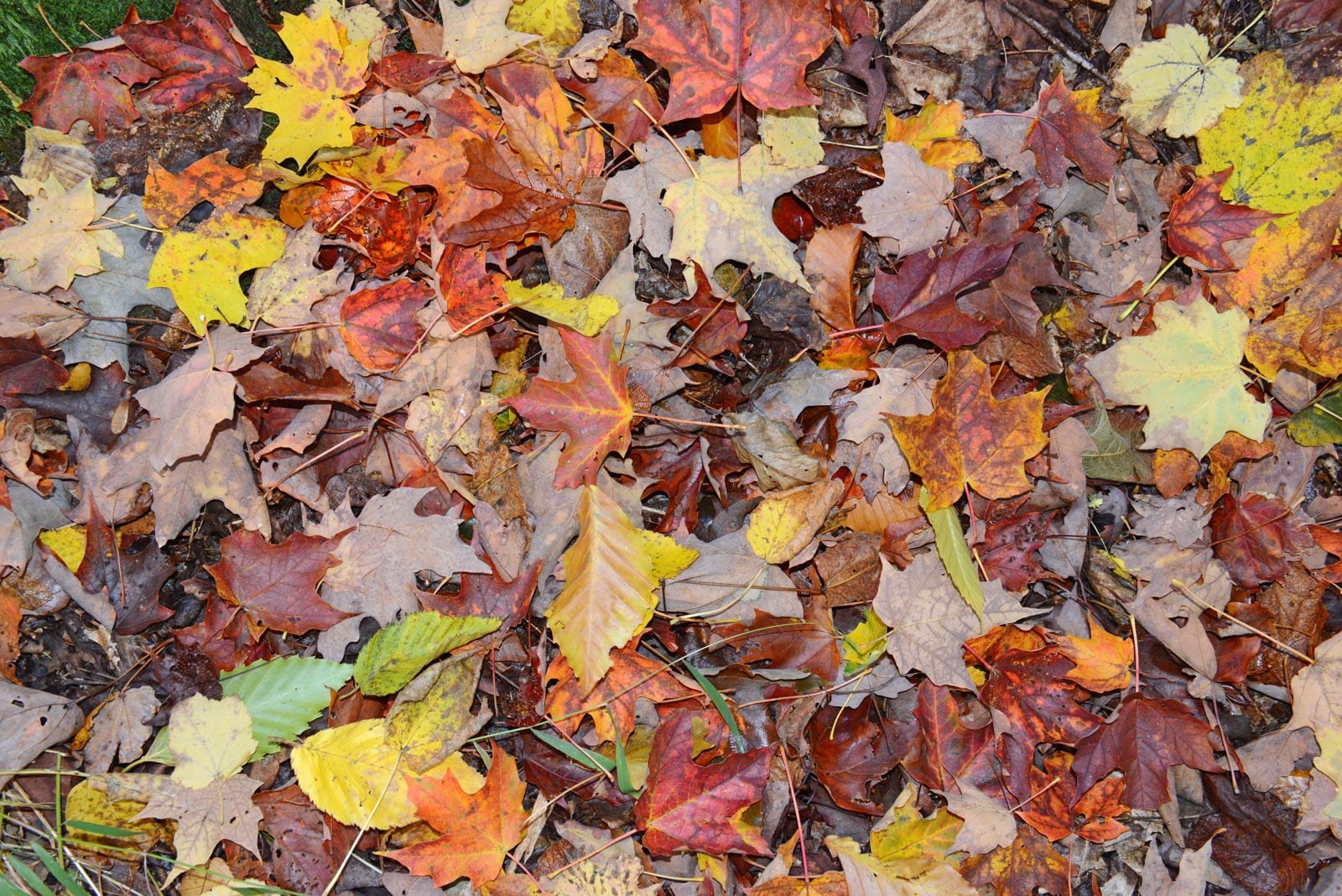 Fall Leaves Hpstk 86885504 Ds